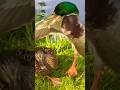Male mallards quacking 騒がしいマガモのオス #shorts