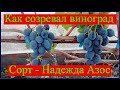 Поэтапное развитие винограда 2022 -   Надежда Азос