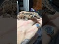 Our Brown striped gargoyle gecko Delta! He’s growing quick! #petgecko #reptiles #gargoylegecko