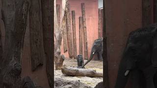 Baby #elephant waking up sister #animals #babyelephant