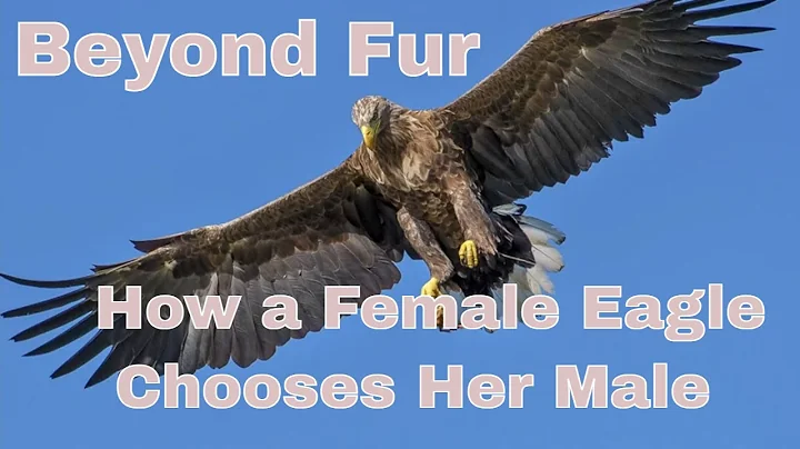 Hur en hon-örn väljer sin hane