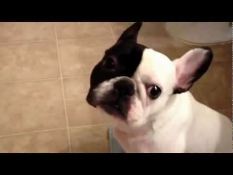 Βίντεο: Πώς να αντιμετωπίσετε λοιμώξεις του αυτιού με εσωτερικά θεραπείες για το σκυλί σας