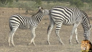 Baby Zebra In Action Baby Zebra In Action