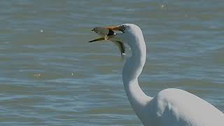 Şeytan Sofrası Mahalli Sulak Alanda Büyük Ak Balıkçıl Aniden...