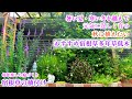 【植えて大満足おすすめ宿根草＊夏冬を越す丈夫で素敵な35種】【庭づくり】【宿根草植付け】ガーデニング