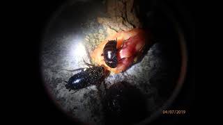 Blatta Orientalis Sykia Sithonia Chalkidiki Greece 4 7 19