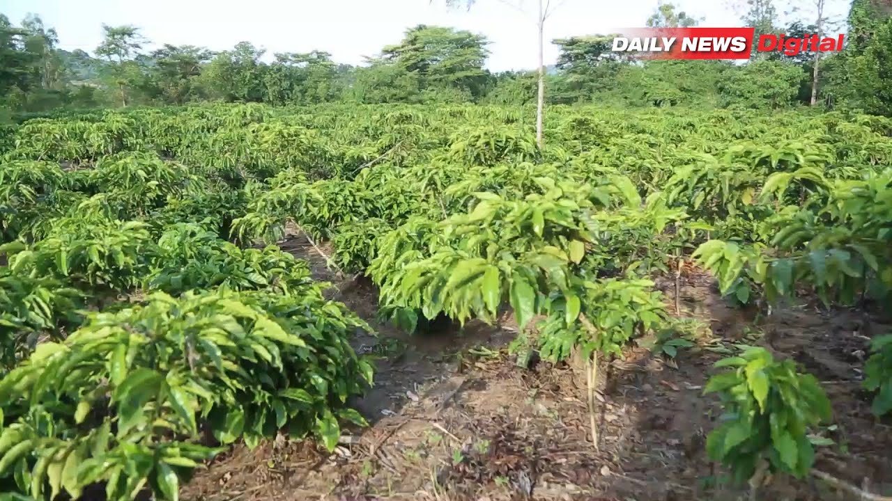 KILICHOWAKUTA WAKULIMA WA KAHAWA KAGERA, KATIKA USAJILI