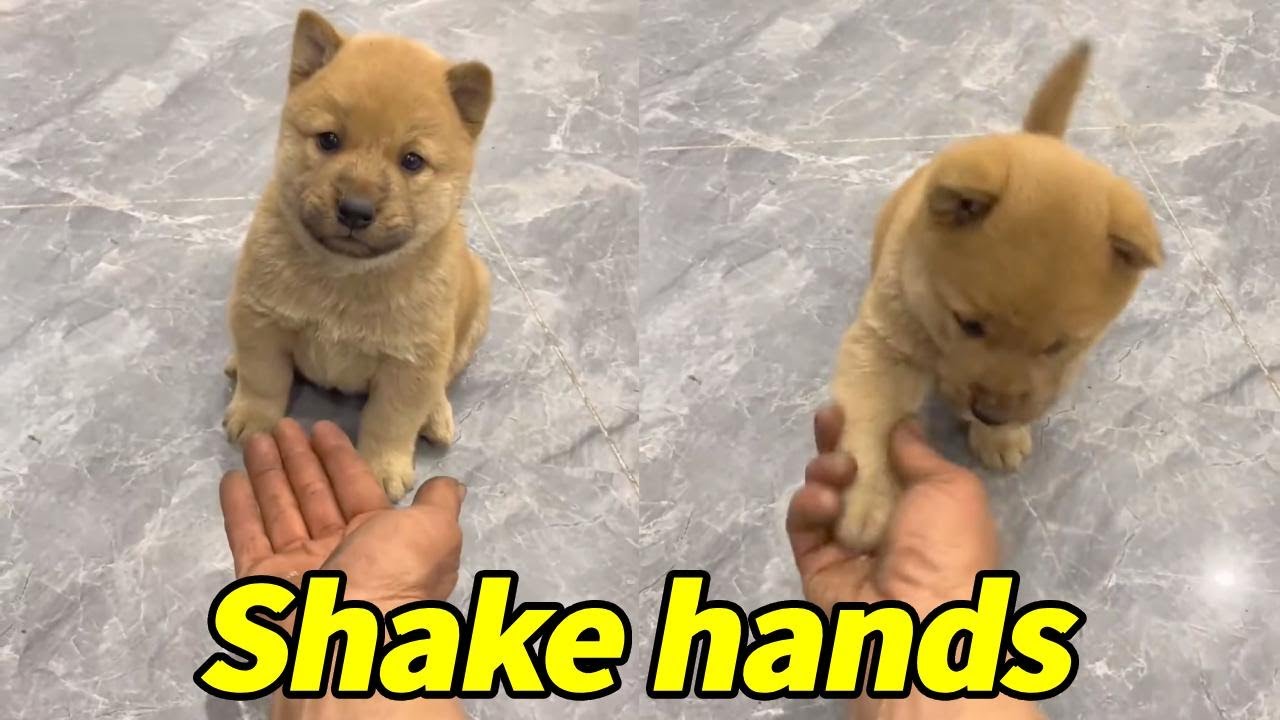 Teach your dog to shake hands!😂