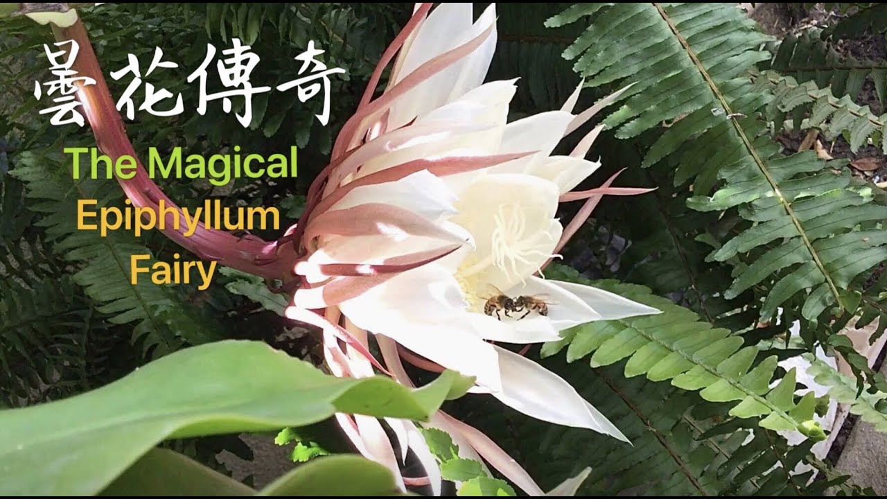 太罕見！曇花竟然在白天開花！一年7度開花，稀有難得，大開眼界⋯Amazing！Epiphyllum that Blooms During ...