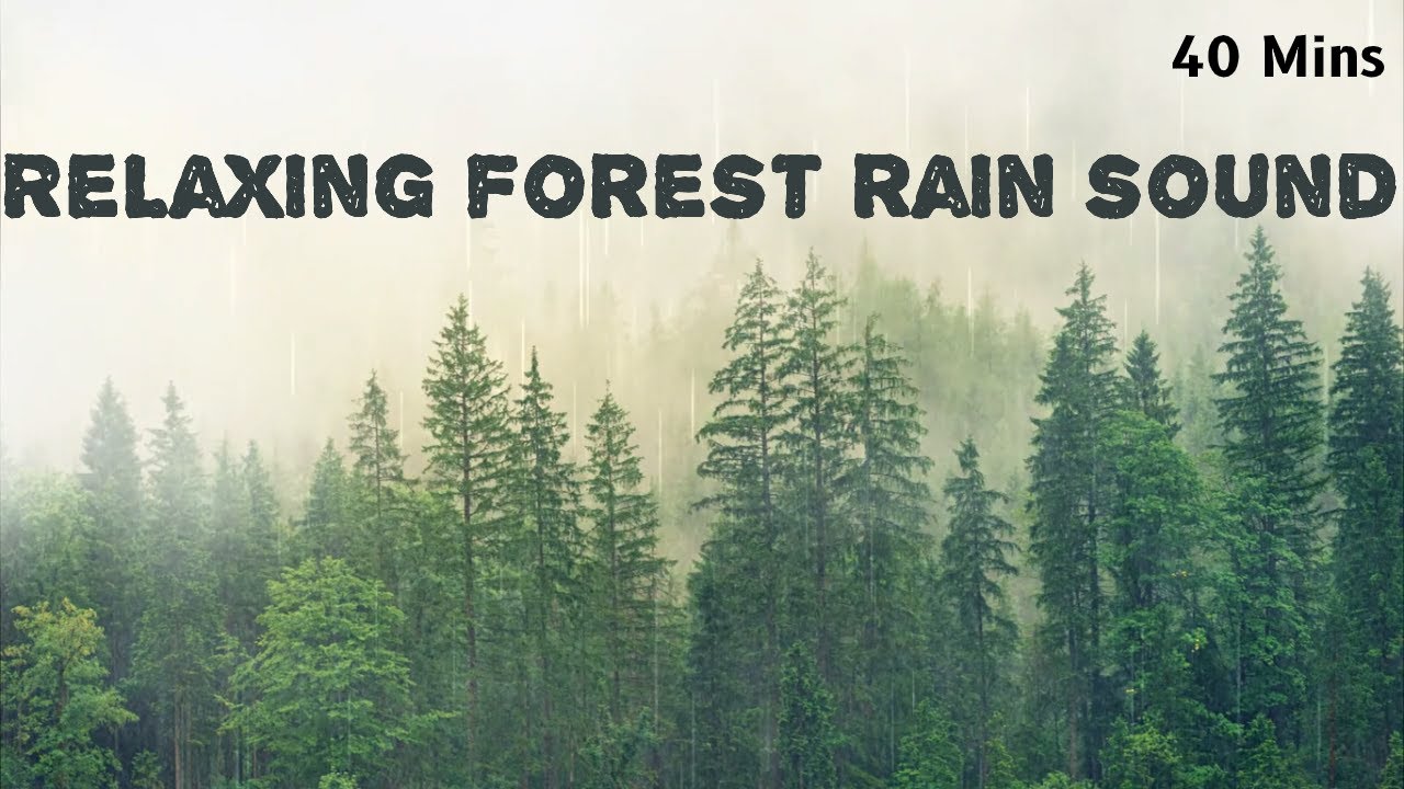 Relaxing Sound of Falling Rain and Wind in Pine Forest[40 Mins ...