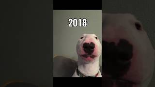 The Most Legendary Dog Memes (Then Vs Now) 💔😥