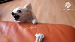 Angry Dogs Compilation -- Funny Angry Pets Videos Of Tiktok 2021