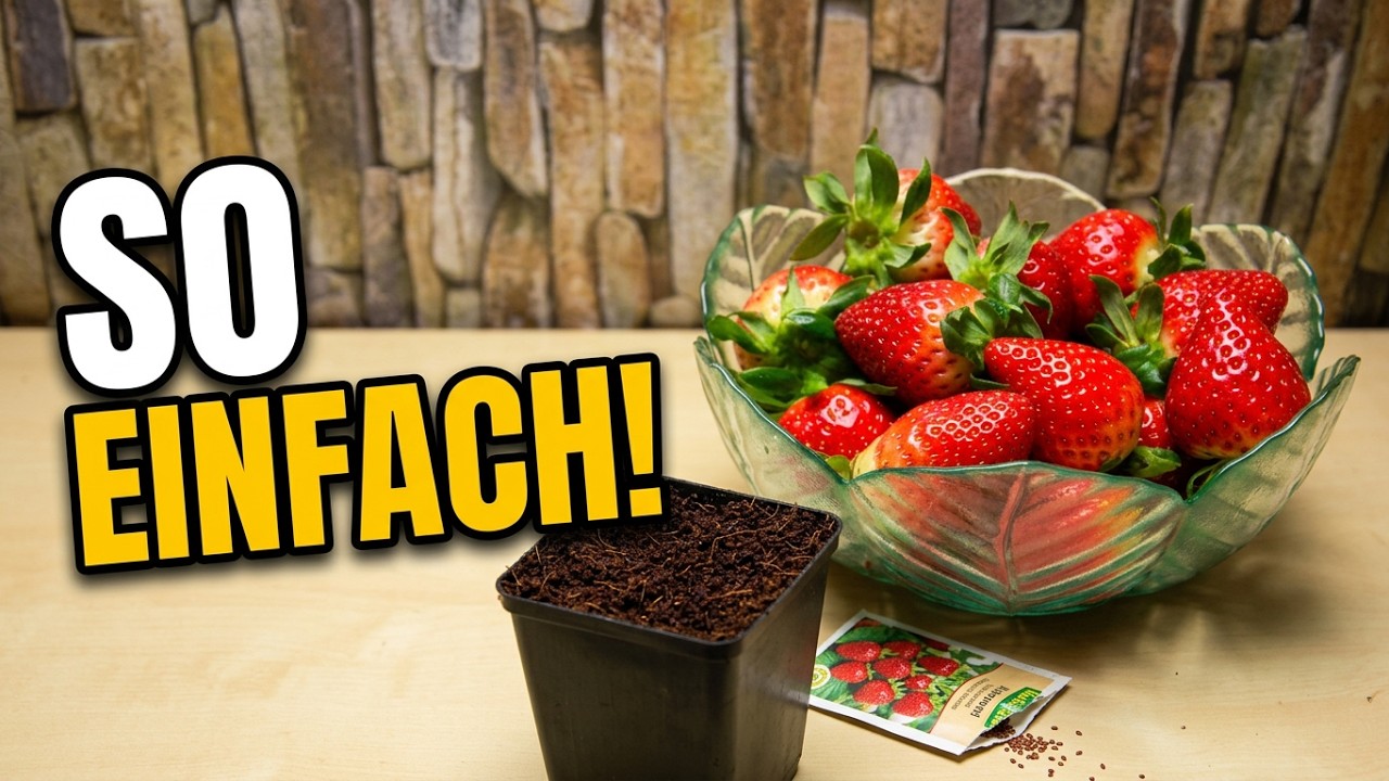 Monatserdbeeren aussäen: Schritt für Schritt zu eigenen Pflanzen