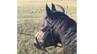 Fun flatwork lesson