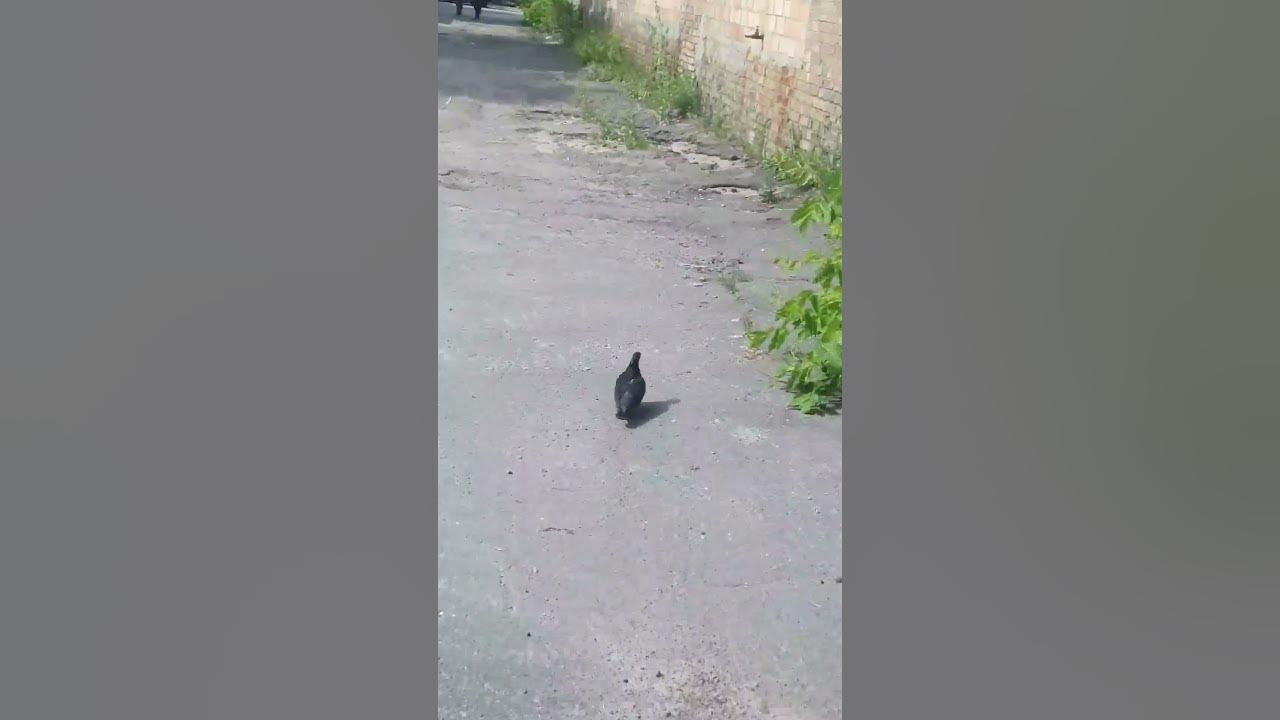 Голуб Валера - YouTube