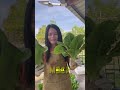 #usa #jardin #campomexicano #plantas #peru #colombia #mexico #argentina #garden #agricultura