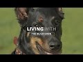 ALL ABOUT LIVING WITH A BEAUCERON DOG の動画、YouTube動画。