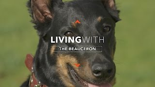 beauceron youtube
