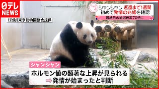 【返還まで1週間】上野パンダ・シャンシャン  初めて発情の兆候を確認