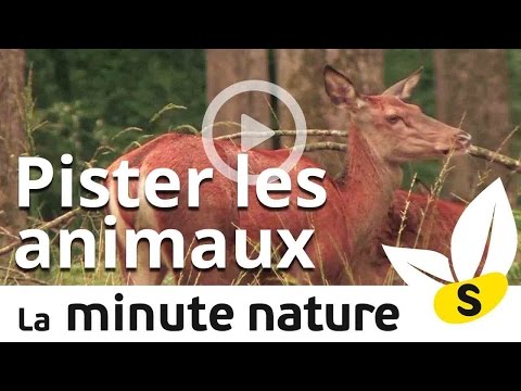 Vidéo: Comment faire de la nourriture pour poulet : 9 étapes (avec photos)