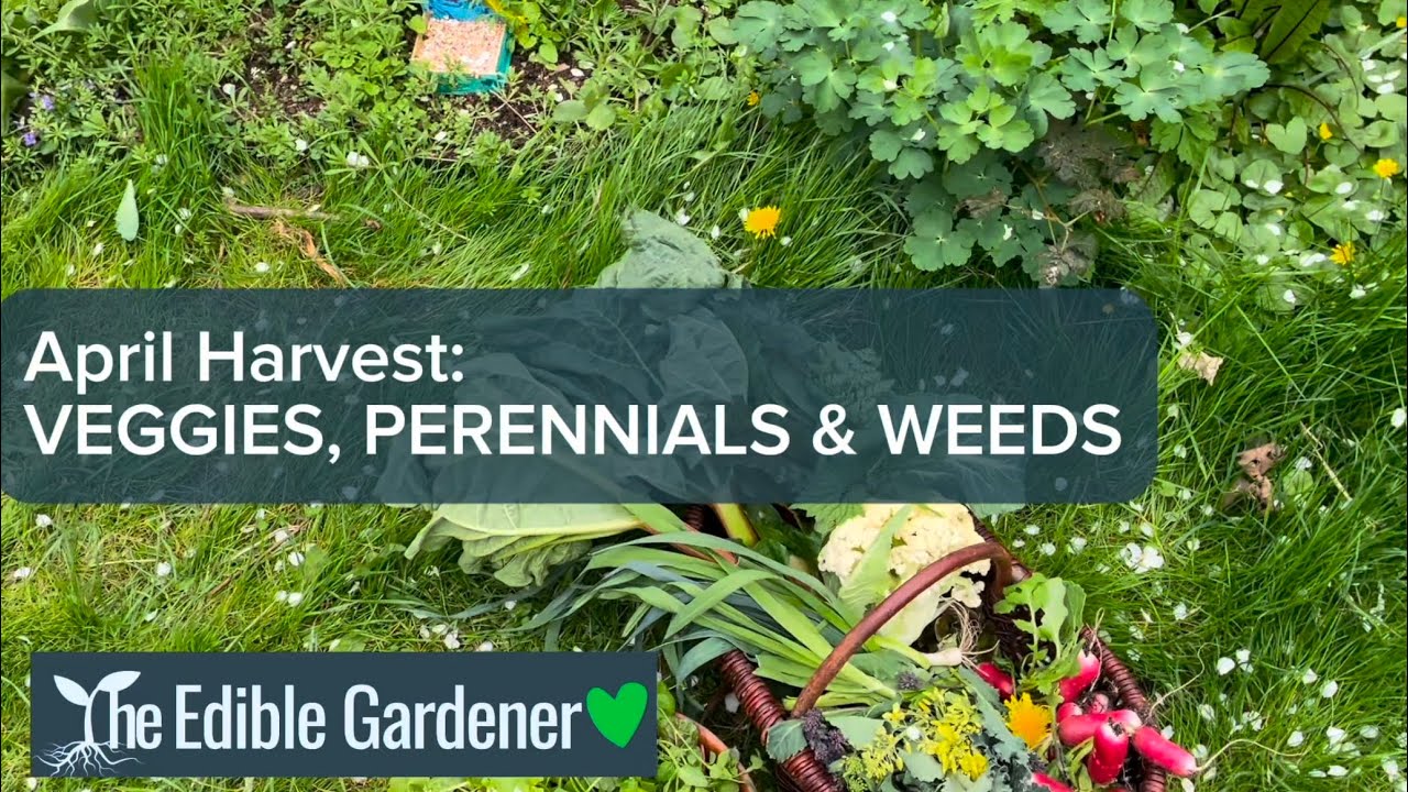 April harvest: Veggies, Perennials and weeds