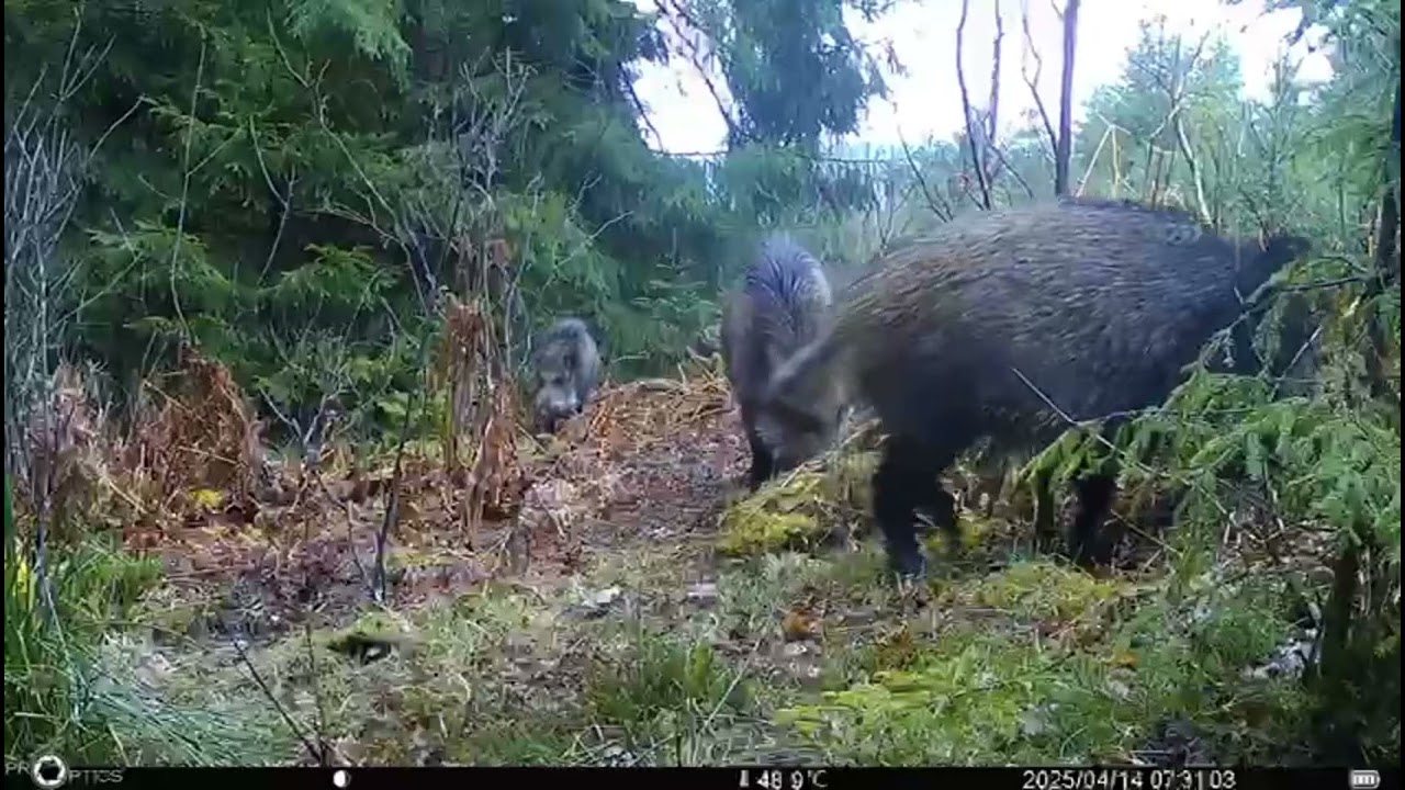 Pro-Optics PRO 4.4G Åtelkamera