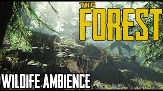 The Forest - 1 Hour of Video Game Wildlife Ambience