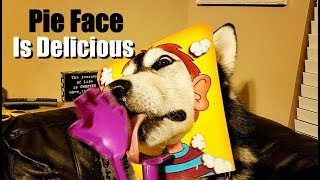 Pie Face Game With Malamute & Wolf Dog screenshot 5