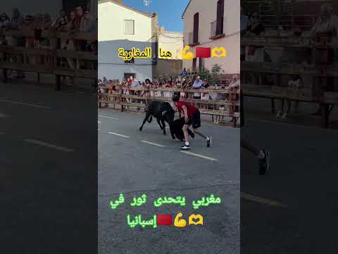 مغربي في إسبانيا يتحدى ثور بكل شجاعة