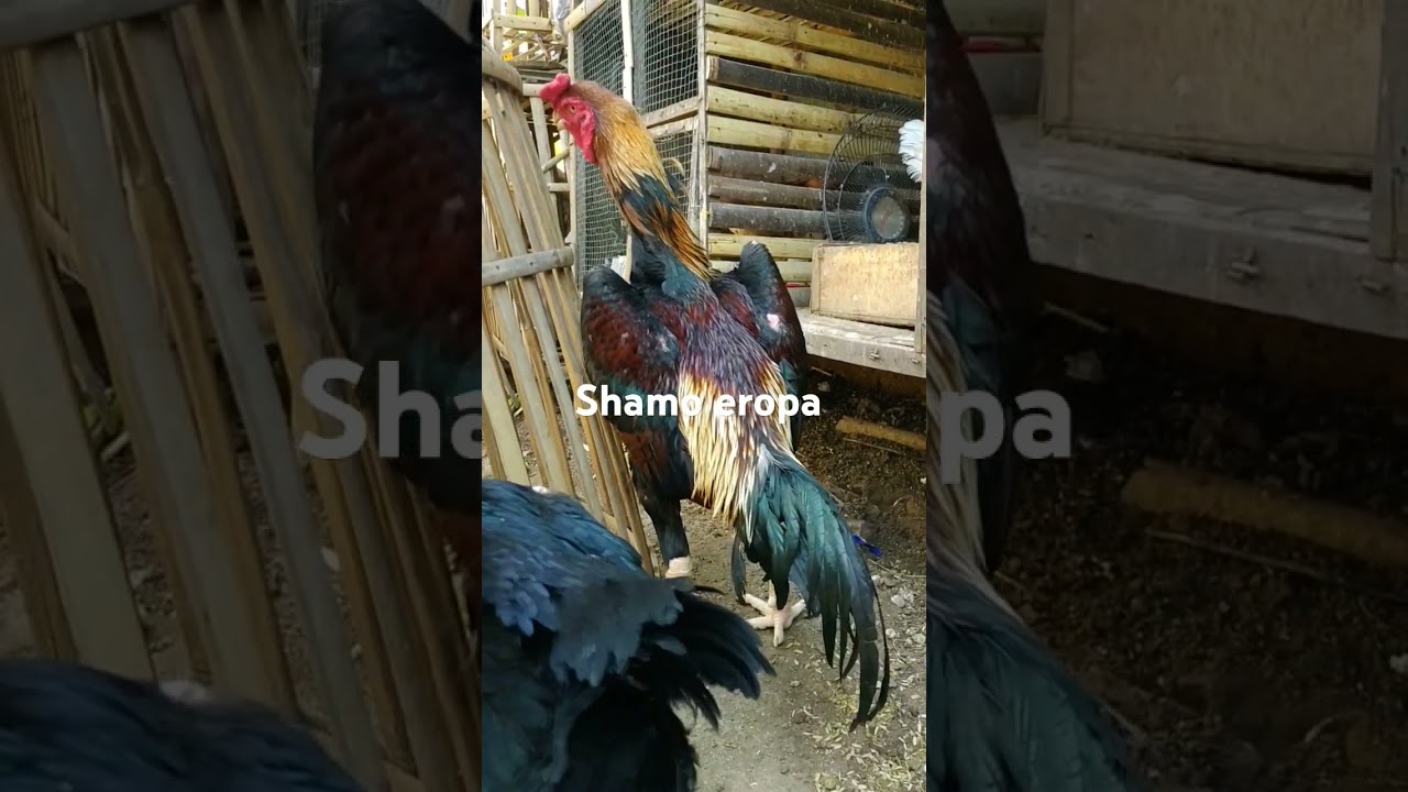 Ayam shamo eropa dan ciri-ciri nya 