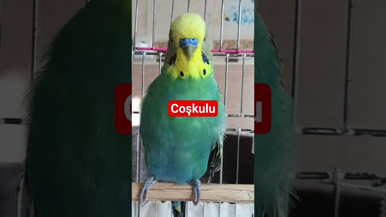 Kuşunuz Bu Seste Kendinden Geçecek #birds #budgies #dinlendiricisesler