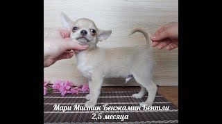 Чихуа - Бетли ГОЛУБО ПАЛЕВЫЙ ( МАРИ МИСТИК) ЩЕНКИ ПРОДАЖА Чихуа - Бетли ГОЛУБО ПАЛЕВЫЙ ( МАРИ МИСТИК) ЩЕНКИ ПРОДАЖА