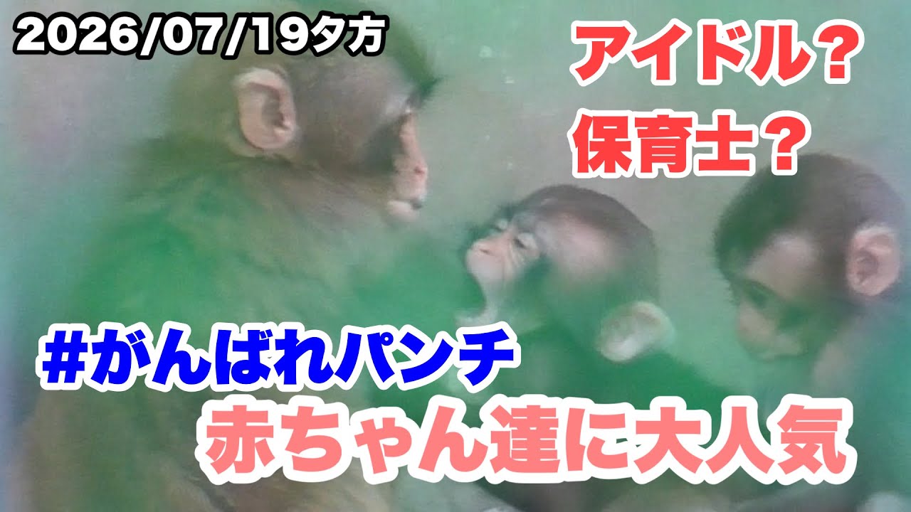 Baby Monkeys' Social Behavior and Play