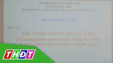 Sẽ có giống cá sặc rằn chất lượng cao hơn | THDT