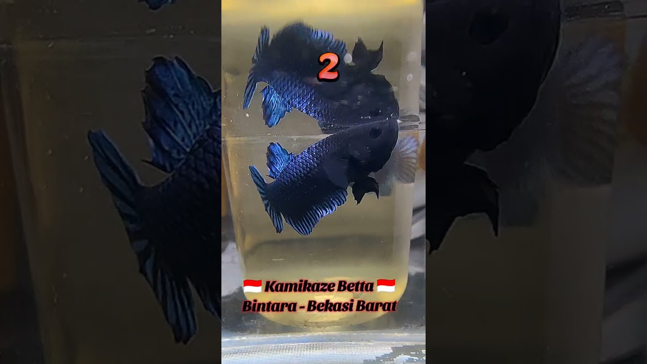 Import Ipoh ukuran kecil 3 ekor buat main big game ke Singkawang. Kamsia banyak kokoh ku