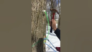 #shorts | Tapping Maple Tree | Ambry Acres SHORTS