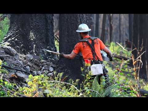 West Coast Timber Fallers