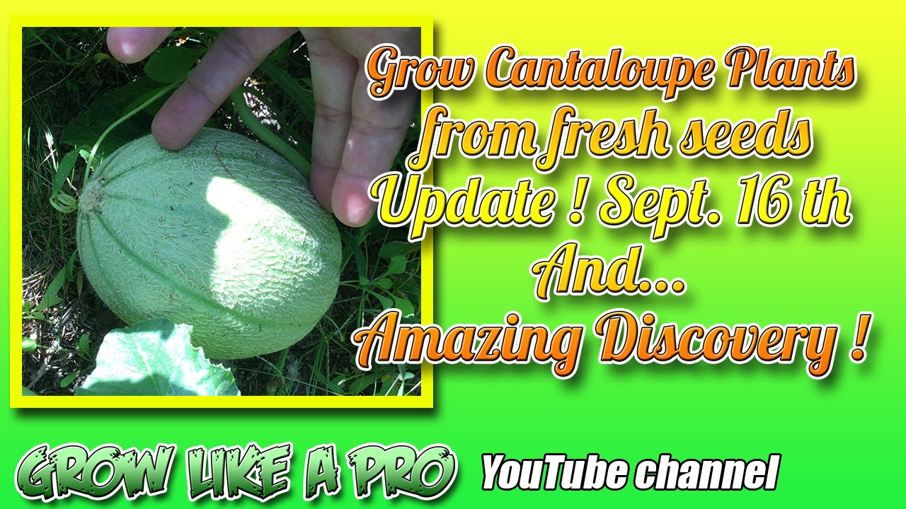 Cantaloupe Plants Update Sept 16th By GrowLikeAPro YouTube