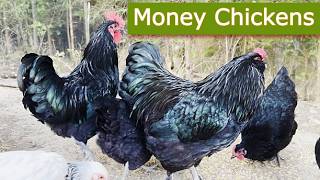 Top 5 Profitable Chicken Breeds For Small Farms + Key Factors Before Choosing| Smart Agri Hub Top Five Profitable Chicken Breeds And Why