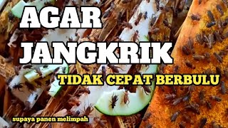 Supaya JANGKRIK tidak cepat berbulu,tapi Berat badannya