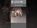思ったより大きいオオカミの、まさかの習慣