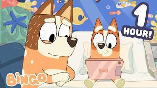 bluey tries make bingo feel better bingo official channel