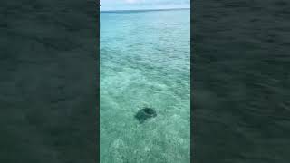 Download Lagu #semporna #seaturtle #sabah #malaysia MP3