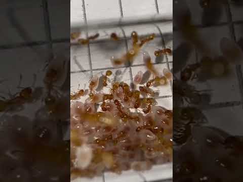 Ameisen im Vergleich! #ameisen #ameisenhaltung #camponotus