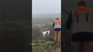 One smart rooster! #pheasanthunting #hunting #pointer #hunters #shorts #shortvideo #newshorts