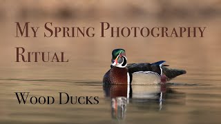 Photographing Waterfowl   Wood Ducks