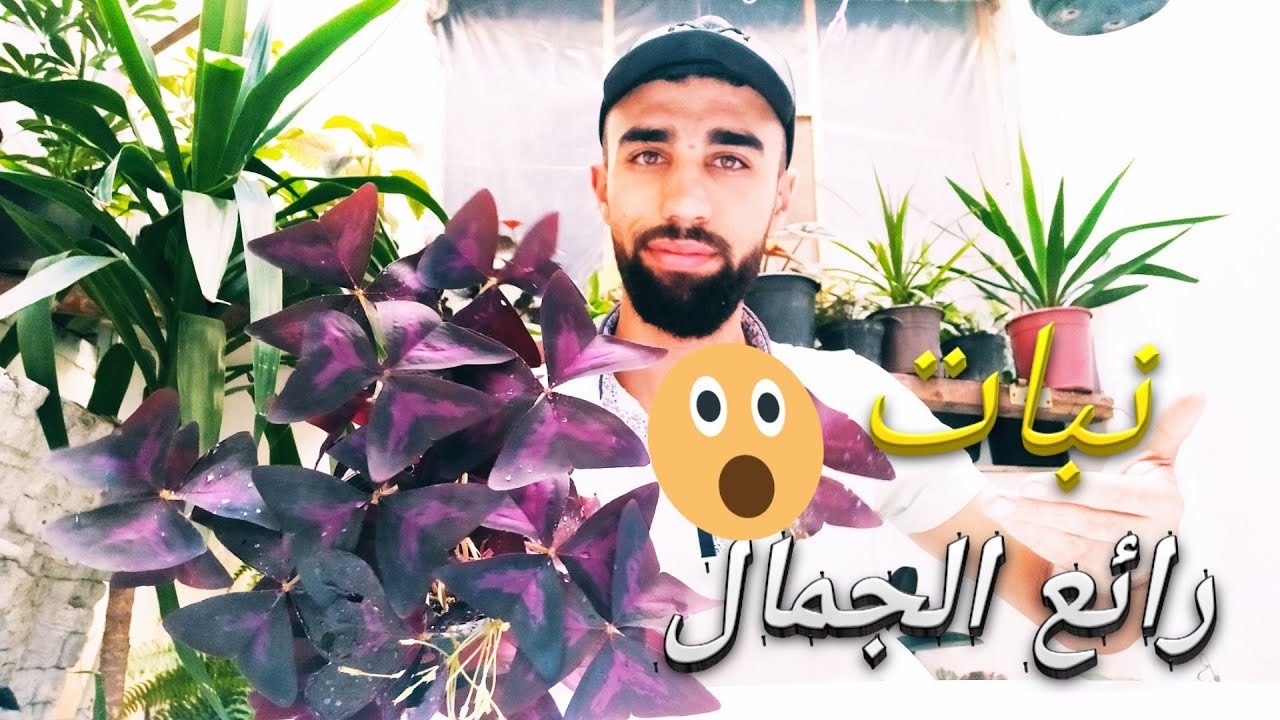 زراعة نبات الفراشة في المنزل (نبات خرافي😍♥️)