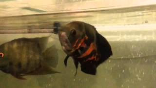 Handfeeding Oscar and Severum