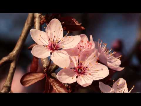 Video: I 5 Posti Migliori Per Vedere I Fiori Di Primavera In Vetta: La Rete Matador