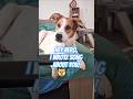 Hey Nero, I Wrote song about you! #dog #dogshorts  #pets #petmusic #cutedog #petlovers